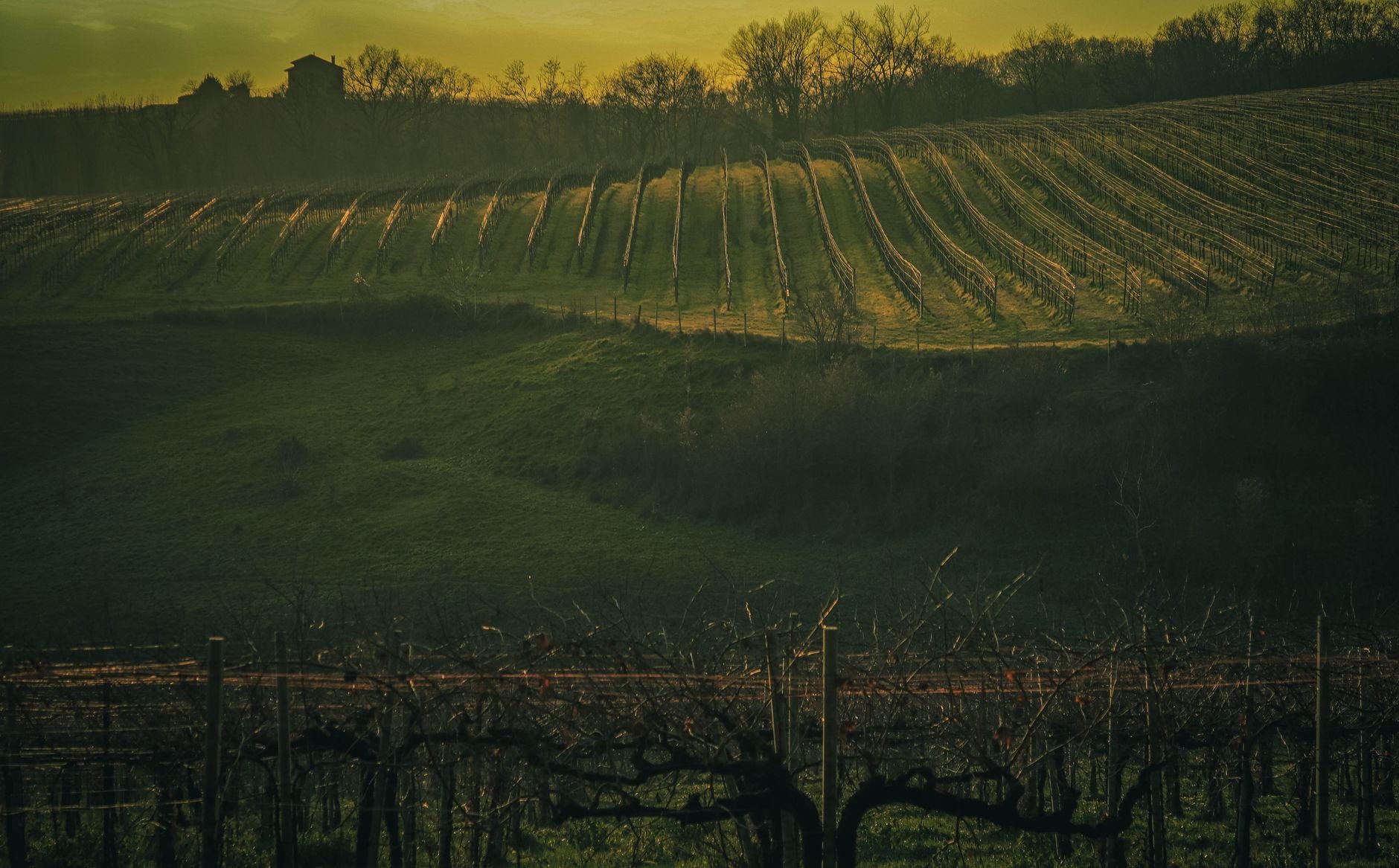 Stunning vineyard landscape captured during golden hour with rows of grapevines on a hillside.